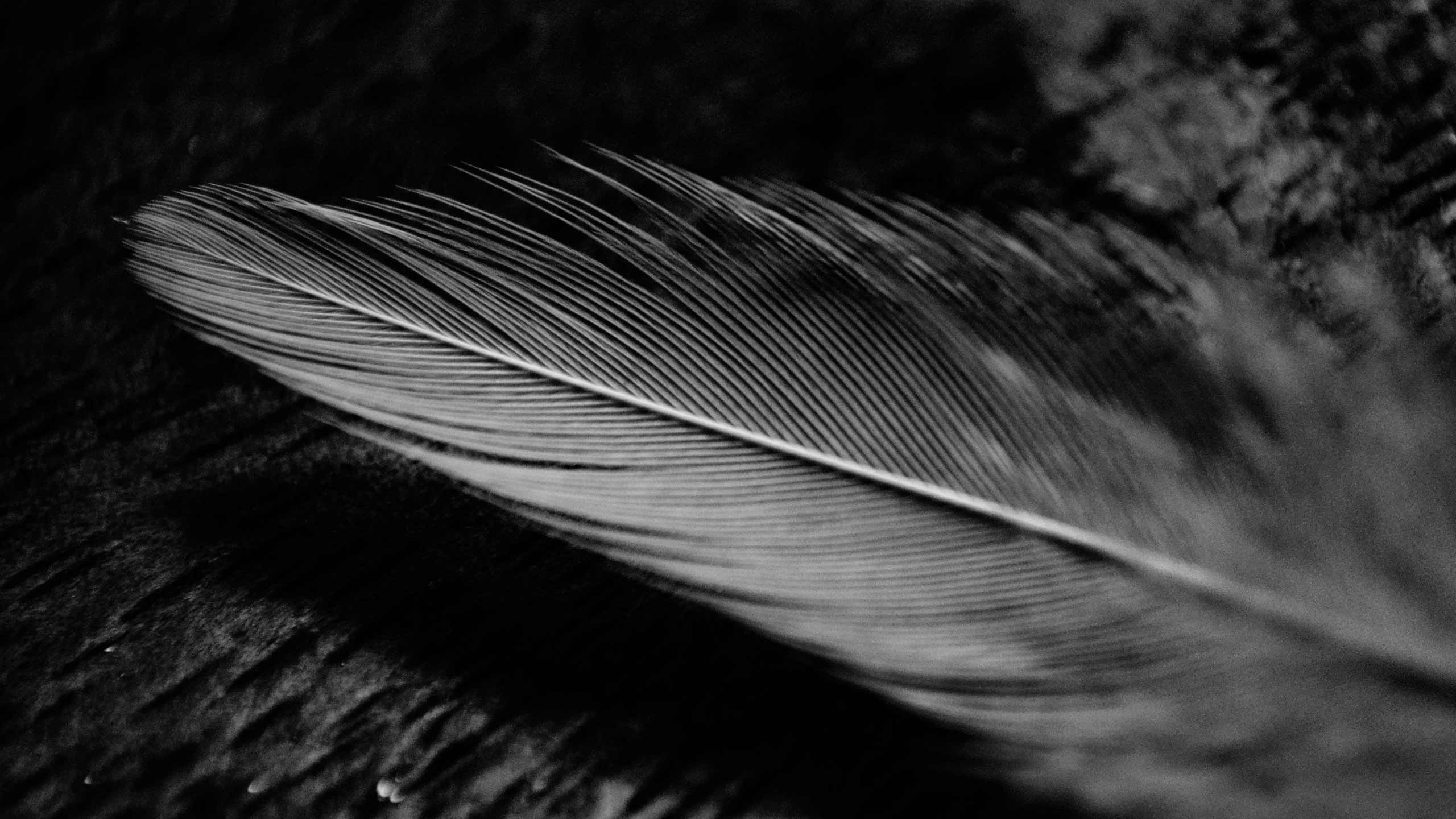 Feather Rasierklingen und Rasiermesser