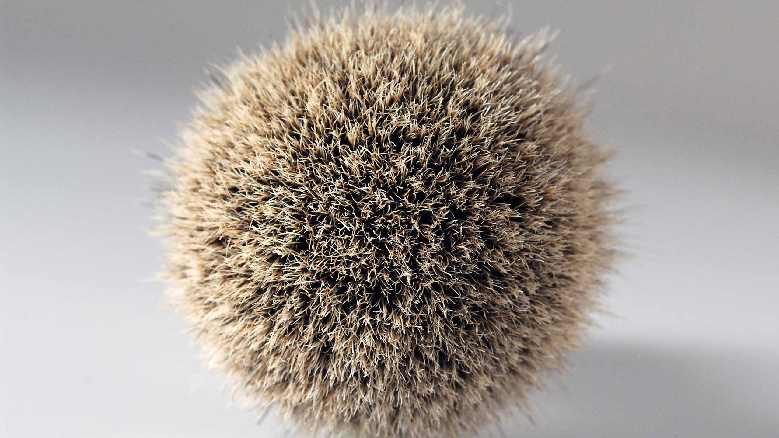 Pils Rasur aus Deutschland