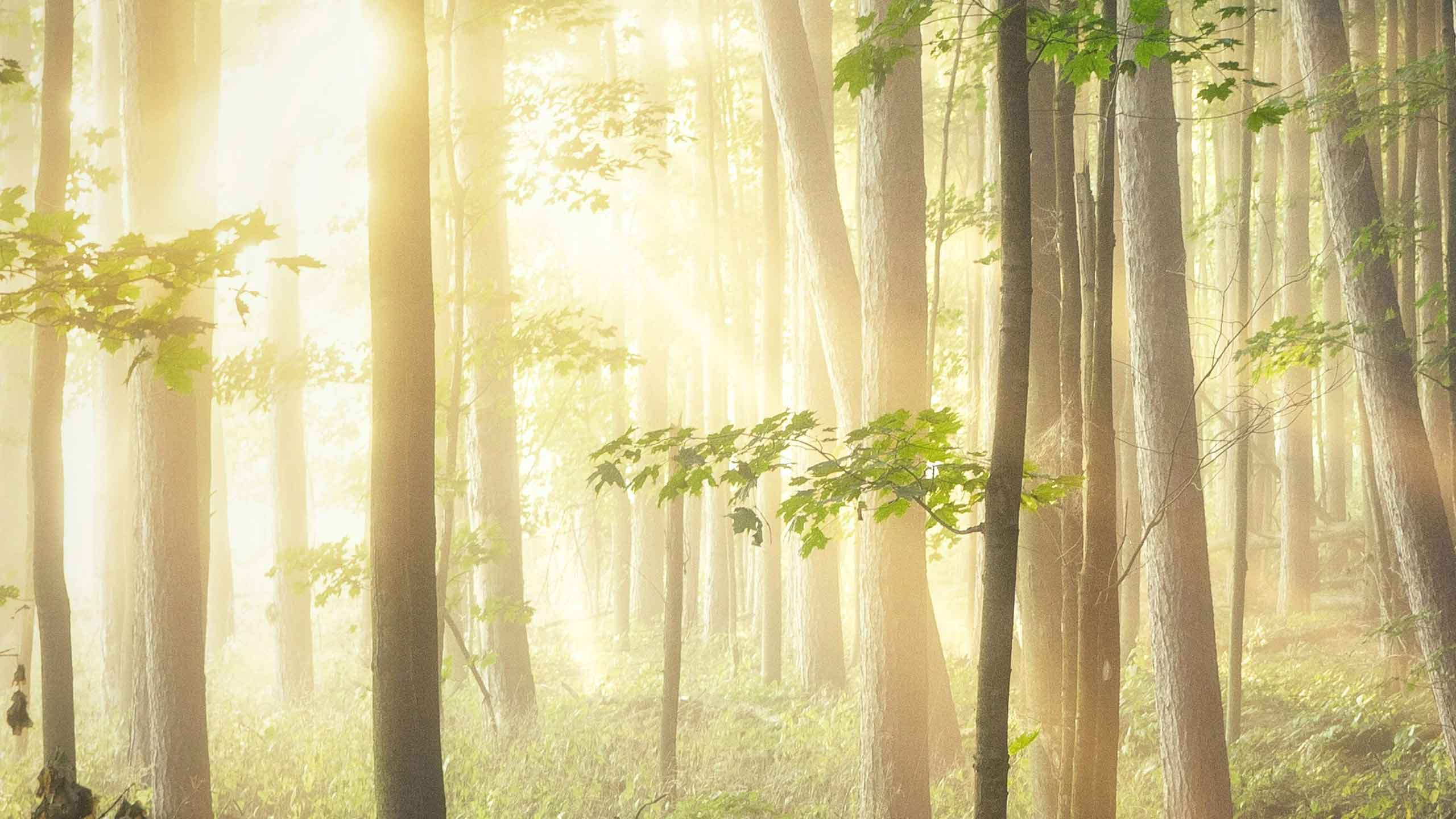 Waldfussel Deocremes und Seifen